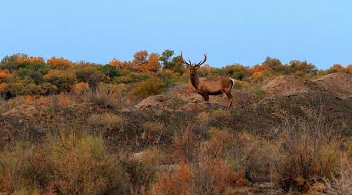 Badai-Tugai Nature Reserve, Bukhara Region, Uzbekistan